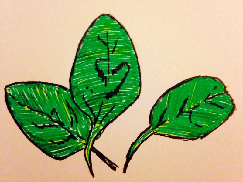 spinach illustration